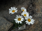 73 Margherite d'Alpe (Aster bellidiastrum)